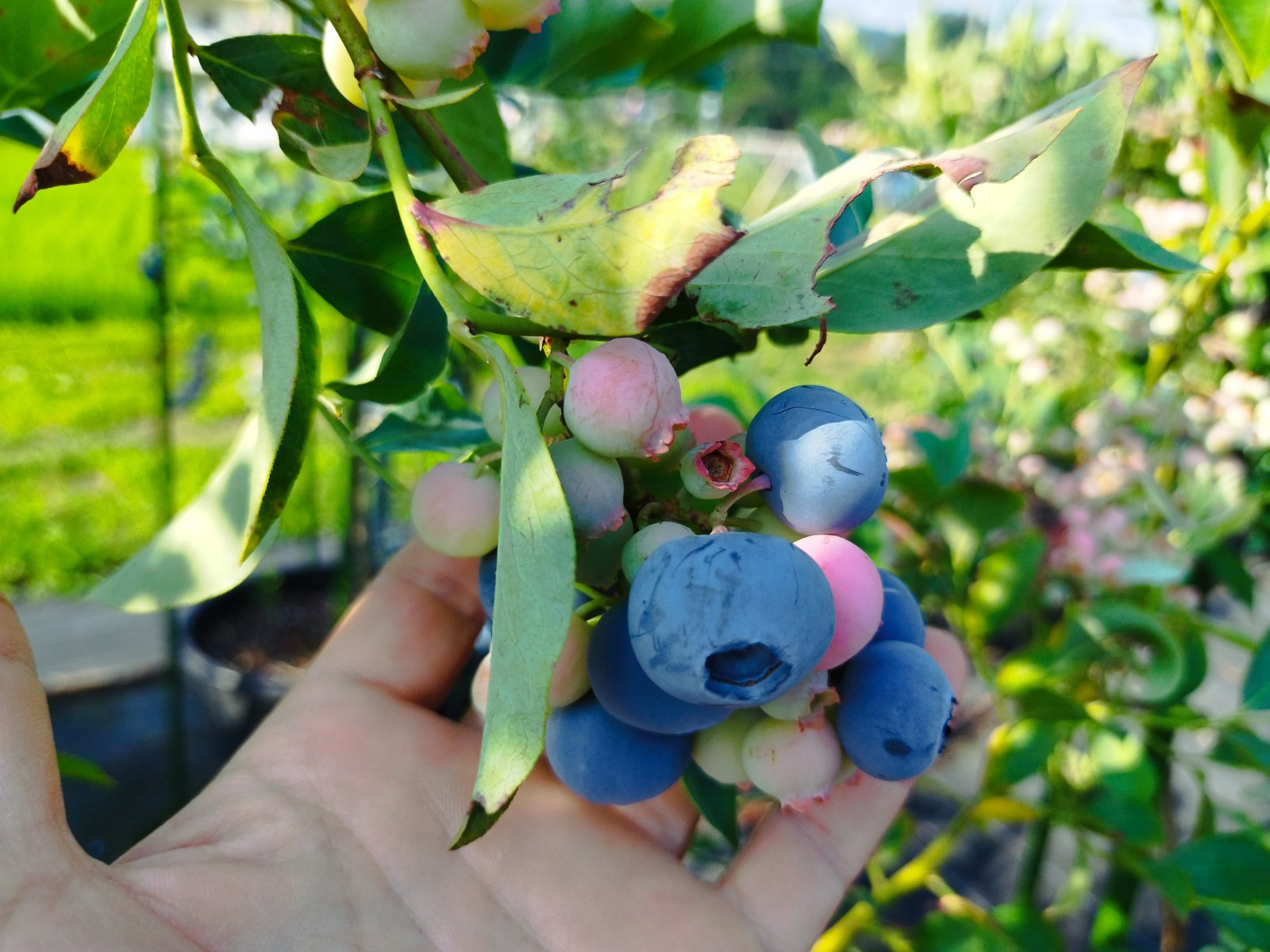 7月～8月発送！極甘、ジューシーな大粒ラビットアイ・ブルーベリー 1kg