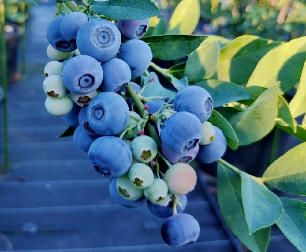 7月～8月発送！極甘、ジューシーな大粒ラビットアイ・ブルーベリー