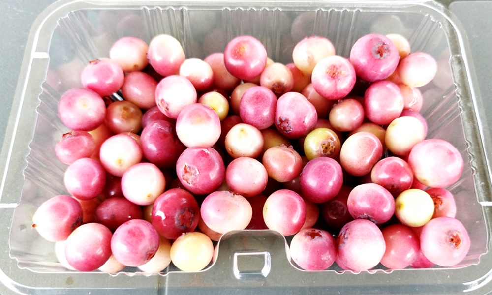 さくらんぼページ sakuranbo さくらんぼ 北欧・フルーツ柄- 布・生地の通販サイト