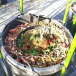 コガネムシにやられたブルーベリーの根っこ