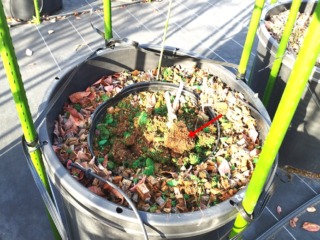 コガネムシにやられたブルーベリーの根っこ