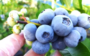 超大粒のブルーベリー