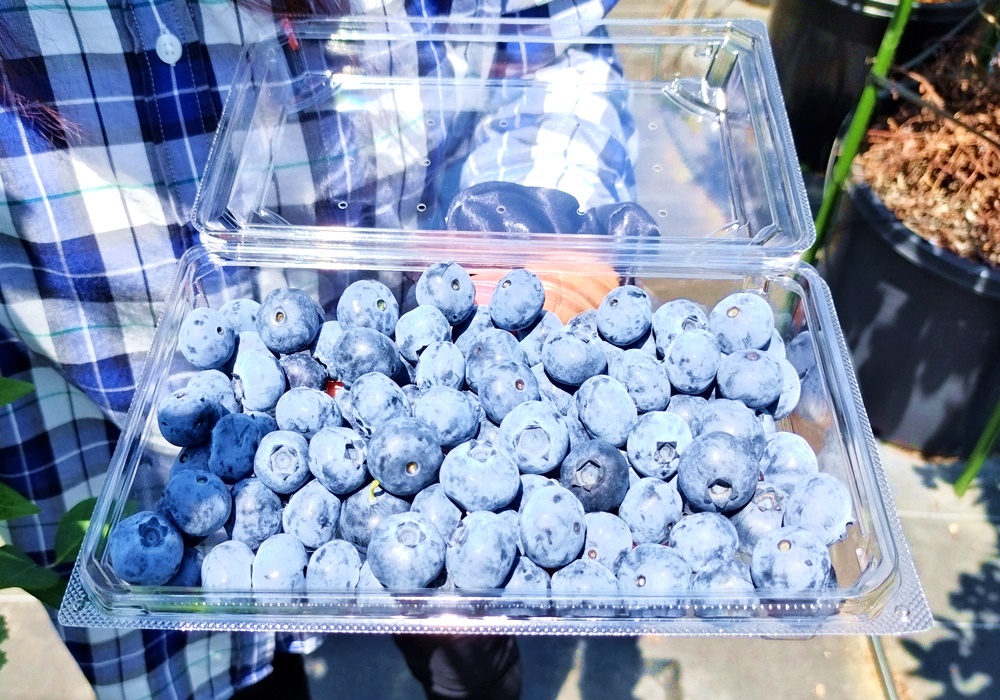 jarimi　新鮮ブルーベリー 新鮮 手摘みブルーベリー（冷凍） 約1.3kg 農薬不使用 えひめ