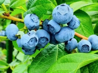枝に成ったブルーベリー 美味しそうです。