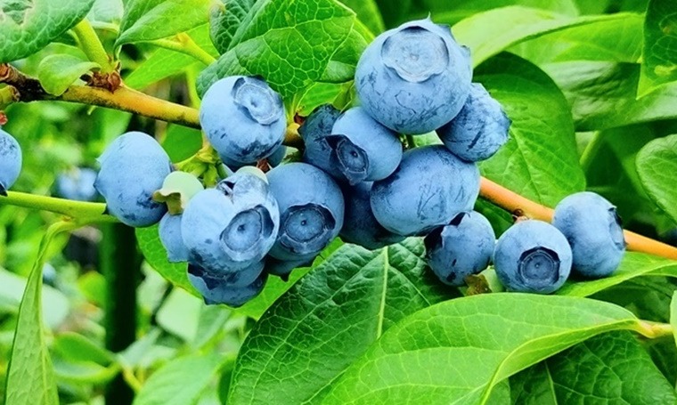 枝に成ったブルーベリー 美味しそうです。
