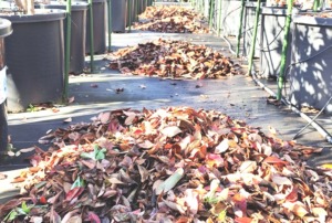 ブルーベリー落ち葉の画像