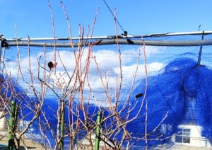 ブルーベリー選定前の画像