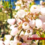 開花したブルーベリーの花