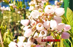 開花したブルーベリーの花
