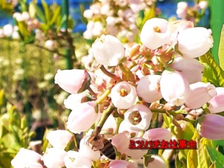 開花したブルーベリーの花