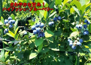 たわわに実るブルーベリー