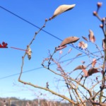 害虫のミノムシ。ほぼ退治しました。