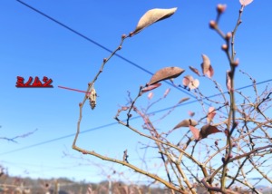 害虫のミノムシ。ほぼ退治しました。