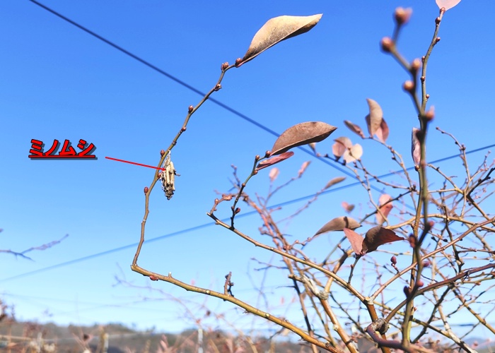 害虫のミノムシ。ほぼ退治しました。