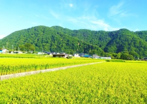 ブルーベリー農園近くの夏の田んぼ風景