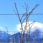 甲斐駒ヶ岳を背景にしたブルーベリーの枝