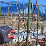 剪定の画像。大きく美味しいブルベリー作りには欠かせません。