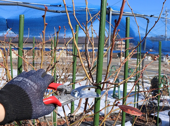 剪定の画像。大きく美味しいブルベリー作りには欠かせません。