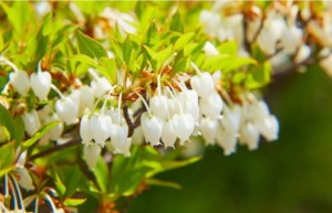 ドウダンツツジの花