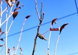 枝にくっついたミノムシ
ほぼ退治しました。