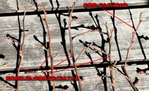 ブルーベリーの剪定:結果枝と結果母枝の画像