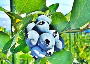 ハイブッシュ・ブルーベリー
