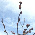 ブルーベリーの蕾と花