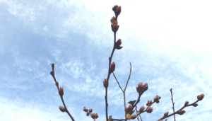 ブルーベリーの蕾と花