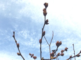 ブルーベリーの蕾と花