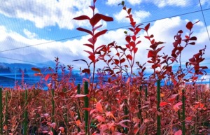 ブルーベリーの紅葉風景