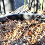 5年目のブルーベリーです。育ちません。