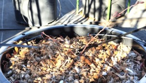 5年目のブルーベリーです。育ちません。