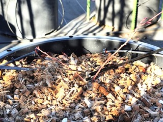 5年目のブルーベリーです。育ちません。