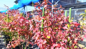 ブルーベリー紅葉の写真