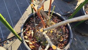 ブルーベリー剪定の説明です。