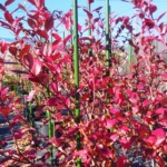 ブルーベリー紅葉の写真