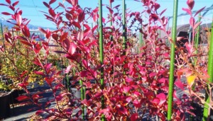 ブルーベリー紅葉の写真