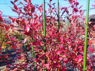 ブルーベリー紅葉の写真