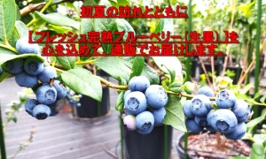 【フレッシュ完熟ブルーベリ(生)】を通販でお届けします。
