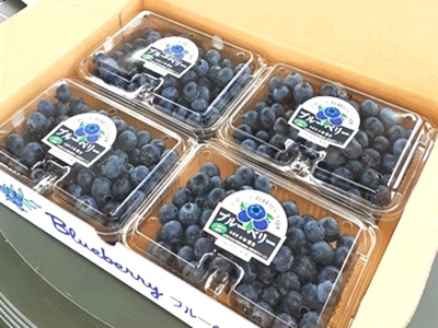 ハイブッシュ・ブルーベリーの荷姿4パック