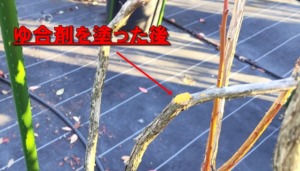 ブルーベリー剪定の画像です。