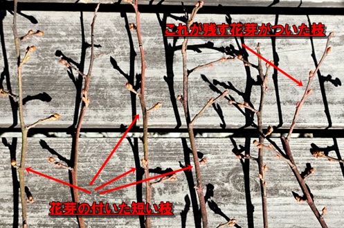 ブルーベリー剪定、ここを気を付けます。
