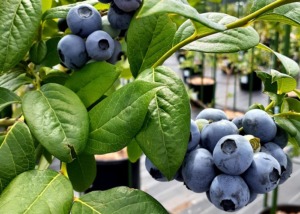 ハイブッシュ・ブルーベリー