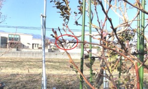 ブルーベリーの枝に付くカイガラムシ