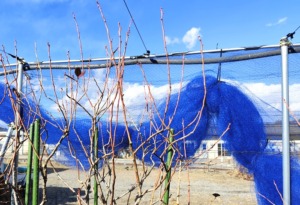 ブルーベリー剪定後の画像