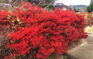 ドウダンツツジの紅葉