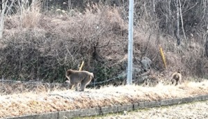 田んぼのおサルさん