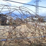 生垣にしているブラックベリーです。甘酸っぱいです。