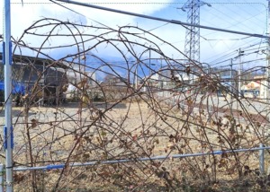 生垣にしているブラックベリーです。甘酸っぱいです。