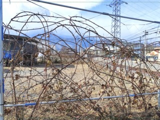 生垣にしているブラックベリーです。甘酸っぱいです。